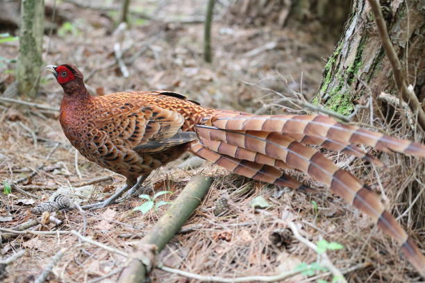 istock Copper Pheasant north Kyushu subspecies, in Japan 1502652519