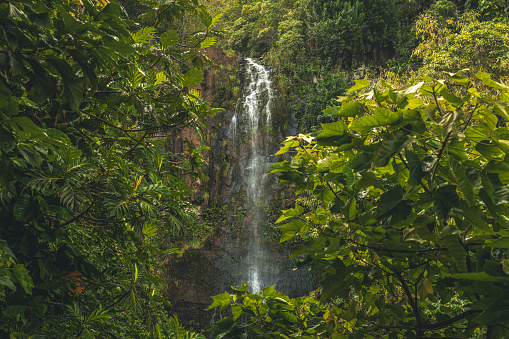 Waterfall running down moss covered rocks surrounded by lush foliage in natural rainforest.