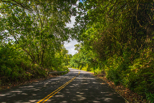 Driving down a curving road with natural forest on the road to Hana, Maui, Hawaii.