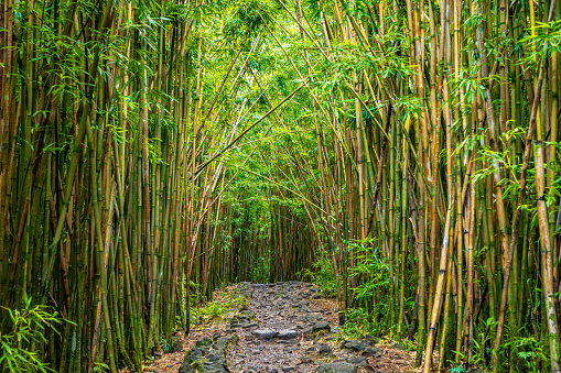Rocky pathway through tall bamboo forest in late afternoon hiking in Hawaii.