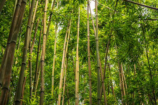 Bamboo at the bamboo grove of Prafrance, Anduze