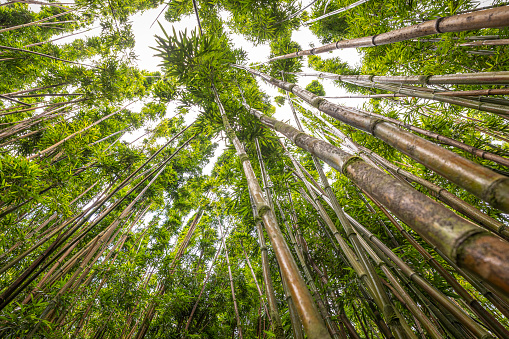 Looking up at a tall green bamboo growth forest.