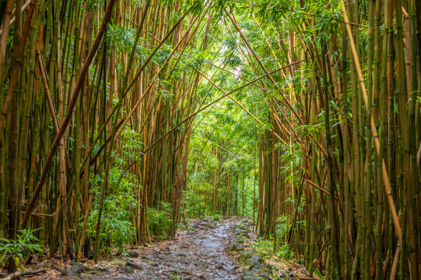 Bamboo forest in Thailand