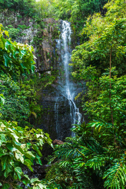 Waterfall running down moss covered rocks surrounded by lush foliage in natural rainforest.