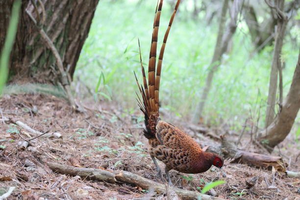 istock Copper Pheasant north Kyushu subspecies, in Japan 1502653720