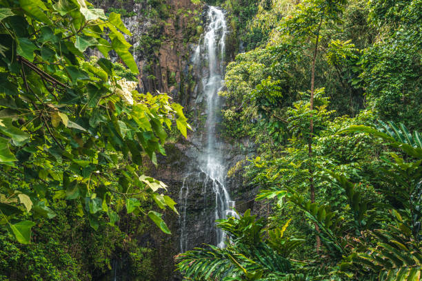 istock Waterfall running down moss covered rocks surrounded by lush foliage in natural rainforest 1502653726