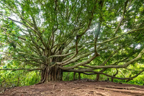 Branches and hanging roots of giant banyan tree growing on famous Pipiwai trail on Maui, Hawaii.