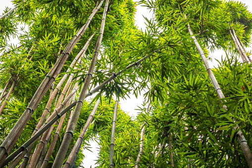 Tall bamboo trees with sunlight at the background at Arashiyama, one of the most famous tourist place in Kyoto, Japan.