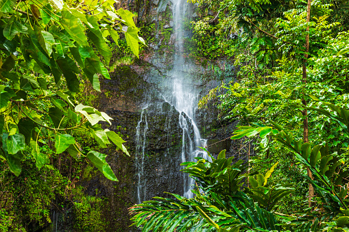 Waterfall running down moss covered rocks surrounded by lush foliage in natural rainforest.