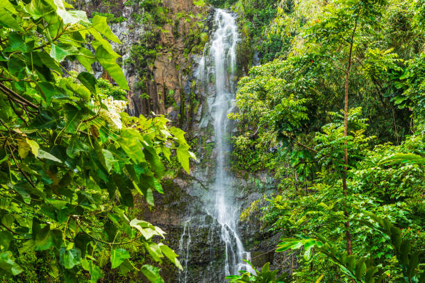 istock Waterfall running down moss covered rocks surrounded by lush foliage in natural rainforest 1502653902