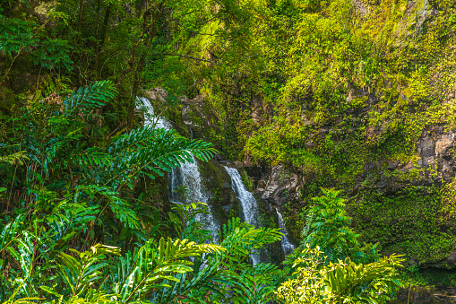 Waterfall running down moss covered rocks surrounded by lush foliage in natural rainforest.