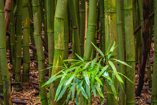 Bamboo groves in the garden of Albert Khan in Paris one afternoon Fall