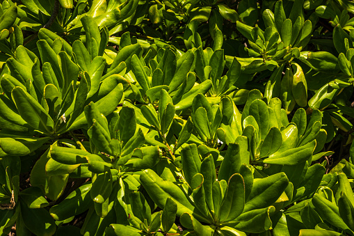 Close up detail naupaka foliage leaves in tropical environment in Hawaii.