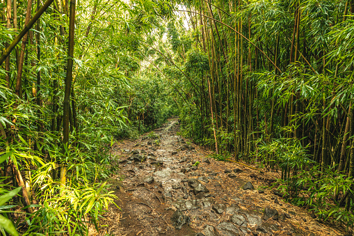 Rocky pathway through tall bamboo forest in late afternoon hiking in Hawaii.