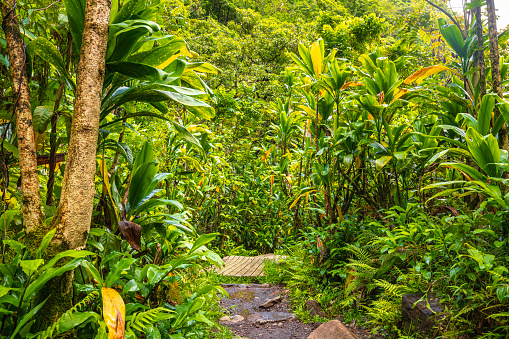 Wooden pathway through lush foliage and tropical rainforest. Shot in Hawaii.