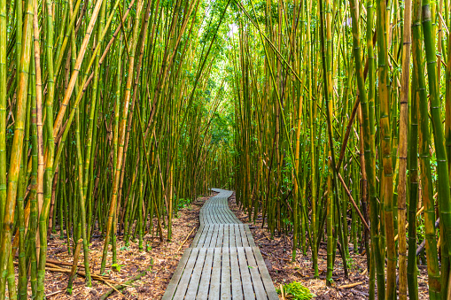 Wooden pathway through tall bamboo forest. Shot in Hawaii.