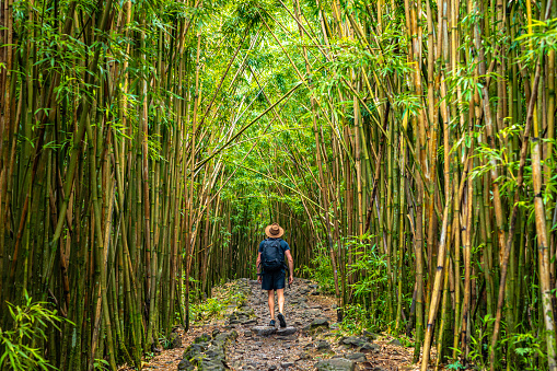 Male backpacker hiking down pathway through tall bamboo forest in late afternoon in Hawaii.