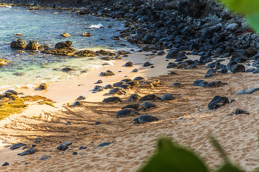 Dozens of green sea turtles sleeping in the shade on beach in Hawaii.