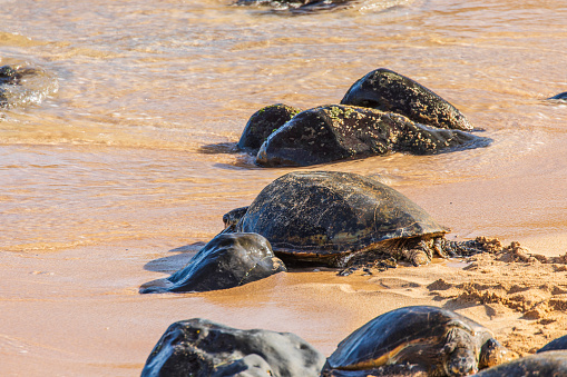 Green sea turtles resting on the beach in Hawaii.