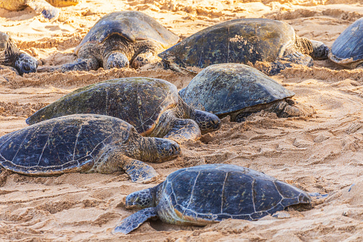 Group of green sea turtles sleeping in the sun on beach in Hawaii.
