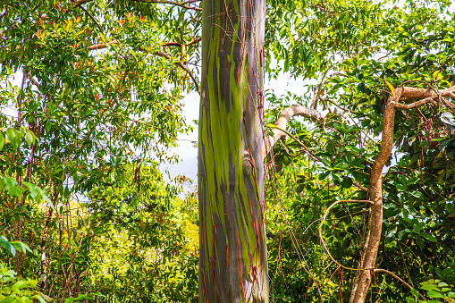 Rainbow eucalyptus tree surrounded by lush green foliage in Maui, Hawaii.