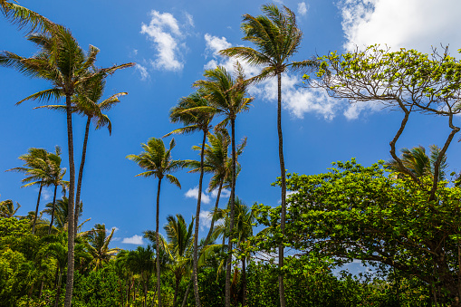 Island vacation scene with tall tropical palm trees against blue sky in Waianapana State Park.