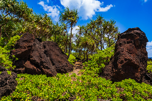 Forest pathway with volcanic rock through tropical vegetation the coastline along in Waianapana State Park, Maui, Hawaii.
