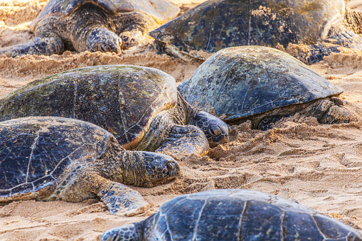 Group of green sea turtles sleeping in the sun on beach in Hawaii.