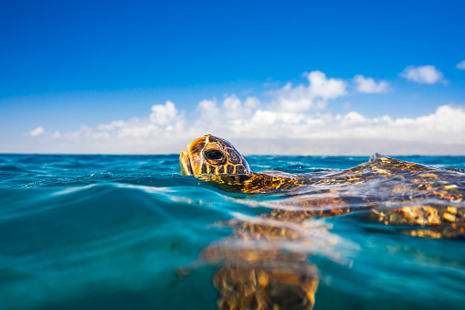 Green sea turtle taking a breath on the surface of the ocean. Photographed in Maui, Hawaii.