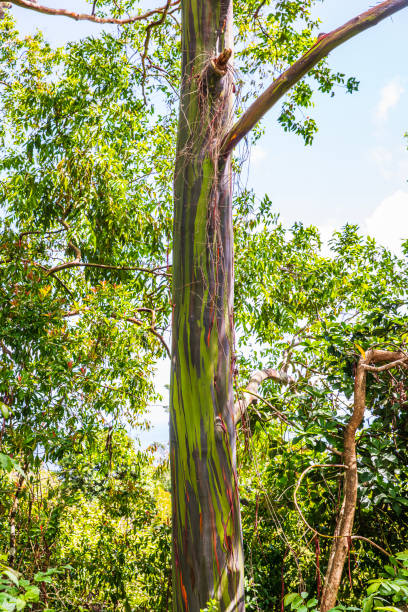 istock Rainbow eucalyptus tree surrounded by lush green foliage in Maui 1502654911