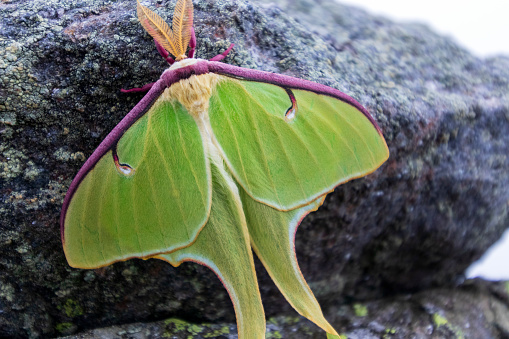 Luna Moth found hat altitude of Mount Madison during a warm Summer day.