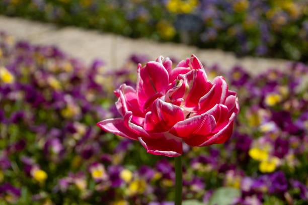 Beautiful dream touch tulip in the garden on a summer day