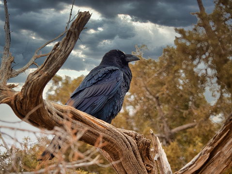 Raven, Arches NP, Utah - image