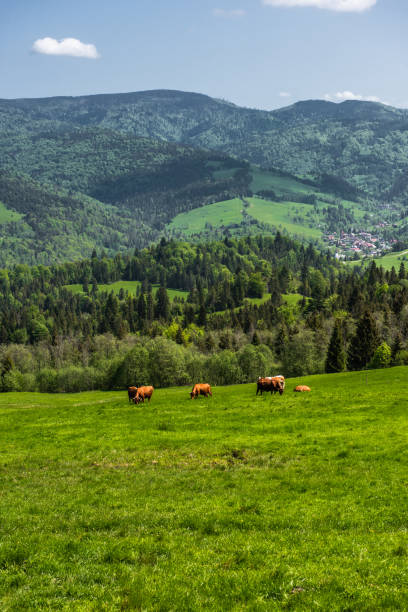 Pieniny National Park in Carpathian Mountains in Poland at summer day stock photo