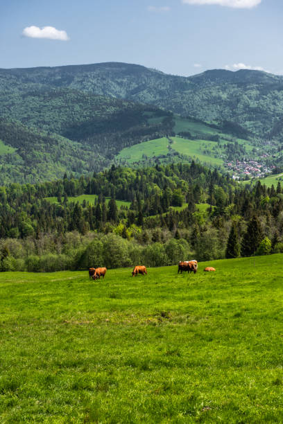 pieniny national park in carpathian mountains in poland at summer day - poland rural scene scenics pasture imagens e fotografias de stock