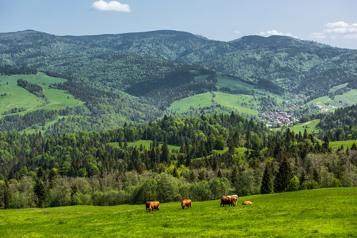Pieniny National Park in Carpathian Mountains in Poland at summer day