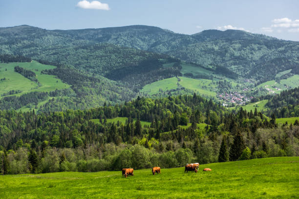 pieniny national park in carpathian mountains in poland at summer day - poland rural scene scenics pasture imagens e fotografias de stock