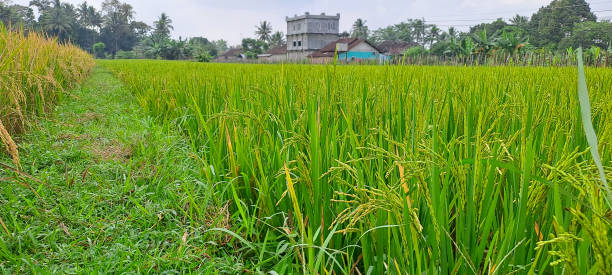 istock paddy fields that are ready to be harvested and are growing 1502674329