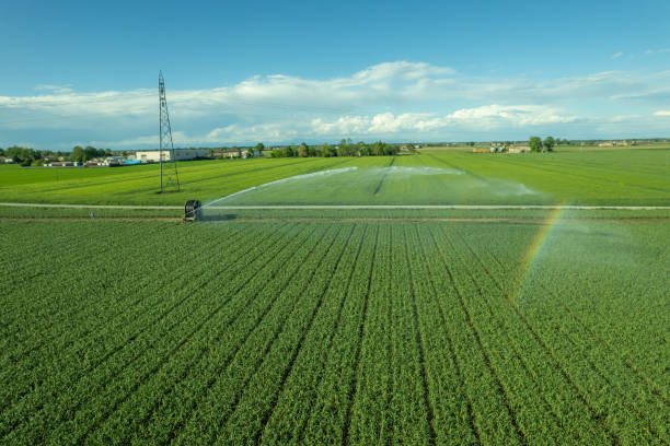 istock Rural field planted with garlic using hose reel system pumping water from canal. most widespread in Italy for full field watering. 1502674978