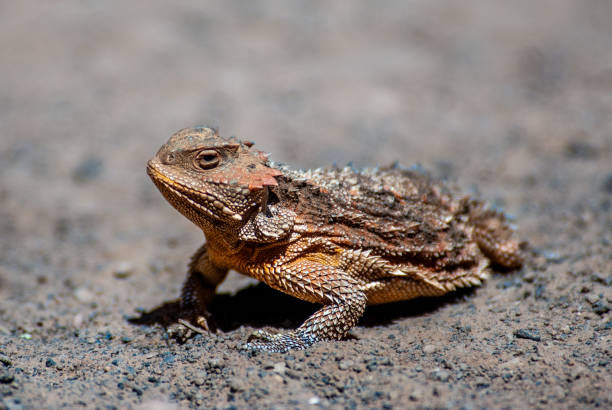 horned lizard - arizona wildlife stock-fotos und bilder