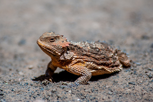 The Desert Horned Lizard (Phrynosoma platyrhinos) is a species of lizard native to western North America. They are often called 