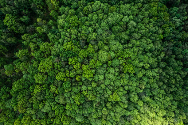 緑豊かな森の空中ドローンビュー