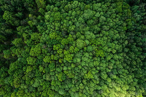 Aerial drone view of green lush forest