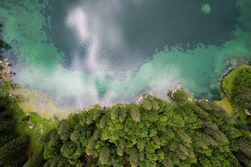 Green pine tree forest at emerald lake. Aerial drone view, top down. Beauty in nature.