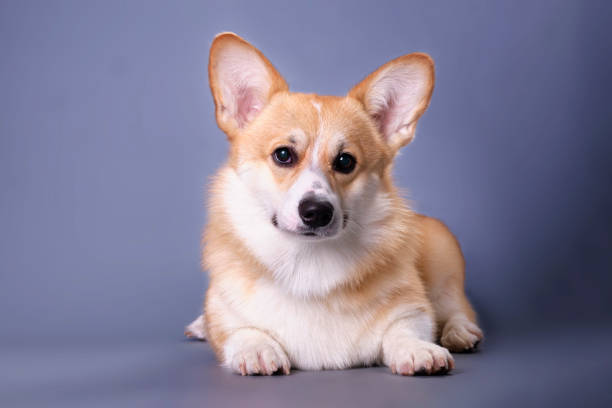 istock Funny playful young corgi on a dark blue background 1502689679