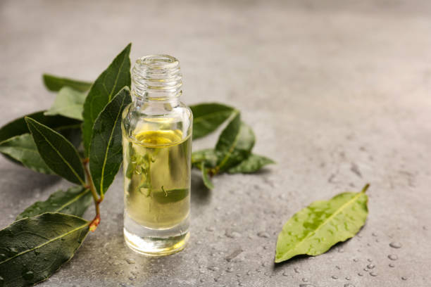 istock Bottle of bay essential oil and fresh leaves on light grey table. Space for text 1502698424