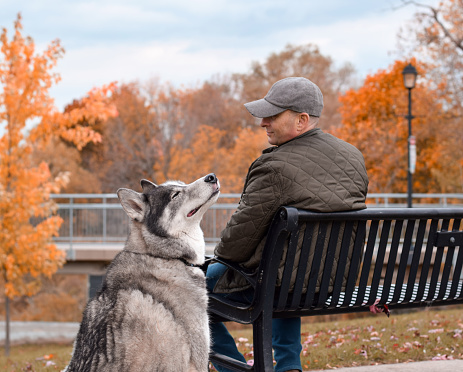 Man sitting on a bench with husky dog in a park
