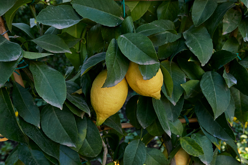 lemon tree with lemon fruits against blue sky