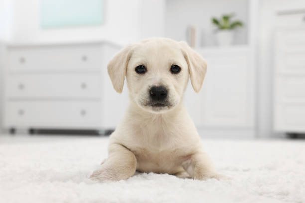 istock Cute little puppy lying on white carpet at home 1502702733