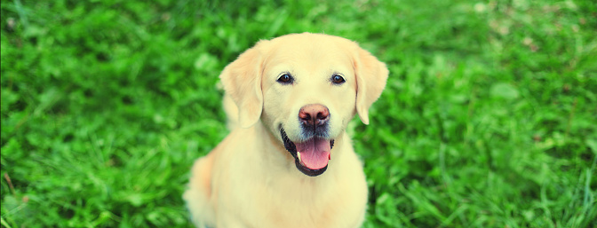 Portrait of Golden Retriever dog sitting on green grass in summer park